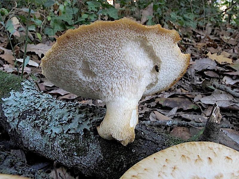 Polyporus tuberaster da confermare (P. tuberaster)
